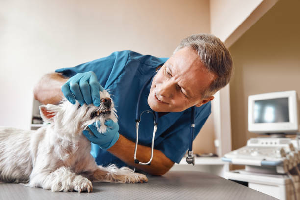 Best Emergency Root Canal Treatment in Mills River, NC